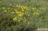 Arnica (Arnica montana)