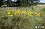 Arnica (Arnica montana)
