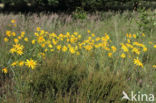 Arnica (Arnica montana)