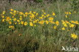Arnica (Arnica montana)