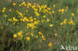 Arnica (Arnica montana)