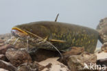 Wels catfish