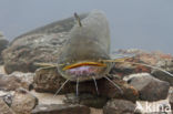 Europese meerval (Silurus glanis)