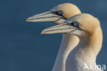 Northern Gannet (Morus bassanus)