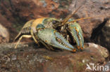 Virile Crayfish (Orconectes virilis)