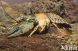 Virile Crayfish (Orconectes virilis)