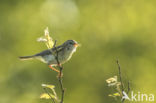 Willow Warbler (Phylloscopus trochilus)