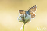 Common Blue (Polyommatus icarus)