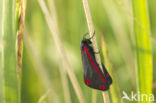 The Cinnabar (Tyria jacobea)