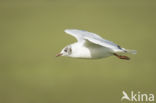 Black-headed Gull (Larus ridibundus)