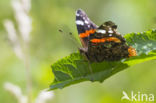 Red Admiral (Vanessa atalanta)