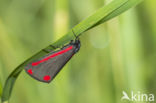 The Cinnabar (Tyria jacobea)