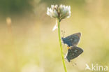 Common Blue (Polyommatus icarus)