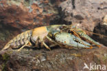 Virile Crayfish (Orconectes virilis)