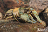 Virile Crayfish (Orconectes virilis)