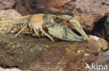 Virile Crayfish (Orconectes virilis)