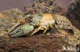 Virile Crayfish (Orconectes virilis)