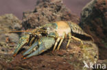 Virile Crayfish (Orconectes virilis)