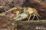 Virile Crayfish (Orconectes virilis)