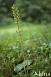 Common Twayblade (Neottia ovata