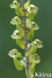 Common Twayblade (Neottia ovata