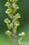 Common Twayblade (Neottia ovata