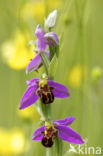 Bijenorchis (Ophrys apifera)