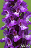 Rietorchis (Dactylorhiza praetermissa)