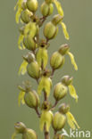 Common Twayblade (Neottia ovata