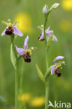 Bee Orchid (Ophrys apifera)