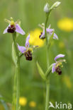 Bee Orchid (Ophrys apifera)