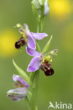 Bee Orchid (Ophrys apifera)