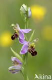 Bee Orchid (Ophrys apifera)