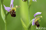 Bijenorchis (Ophrys apifera)