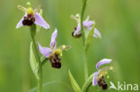 Bee Orchid (Ophrys apifera)