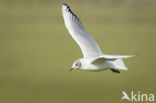 Black-headed Gull (Larus ridibundus)