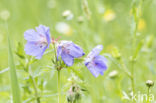 Beemdooievaarsbek (Geranium pratense)