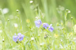 Beemdooievaarsbek (Geranium pratense)