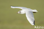 Black-headed Gull (Larus ridibundus)