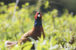 Ring-necked Pheasant (Phasianus colchicus)