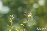 Willow Warbler (Phylloscopus trochilus)