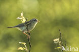 Willow Warbler (Phylloscopus trochilus)