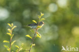 Willow Warbler (Phylloscopus trochilus)