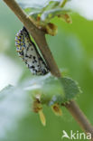 Roodbonte parelmoervlinder (Euphydryas maturna)