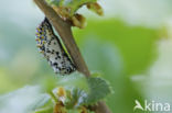 Roodbonte parelmoervlinder (Euphydryas maturna)