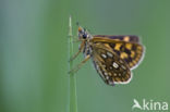 Chequered Skipper (Carterocephalus palaemon)