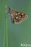 Chequered Skipper (Carterocephalus palaemon)