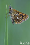 Chequered Skipper (Carterocephalus palaemon)