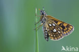 Chequered Skipper (Carterocephalus palaemon)