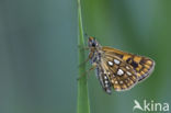 Chequered Skipper (Carterocephalus palaemon)